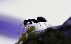 Tuinbewoners, Graag Gezien of Niet: Mieren