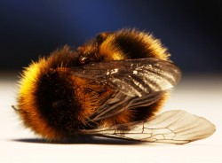 Zijn de Problemen met Onze Bijen Voorbij?