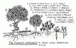 Een Bos(rand)tuin in Ons Klimaat?