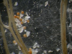 Het Fabeltje Over de Mycorrhiza Ontkracht