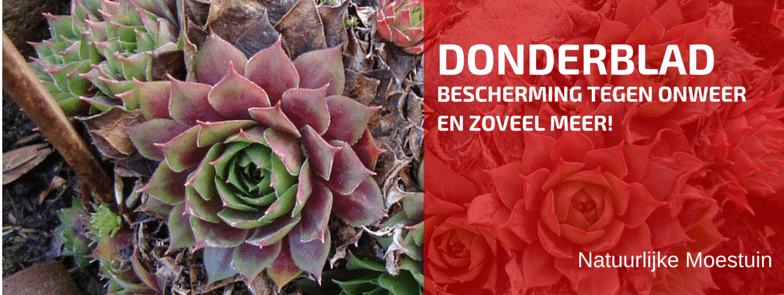 Kruidenbespreking: Donderblad of echt huislook (Sempervivum tectorum)