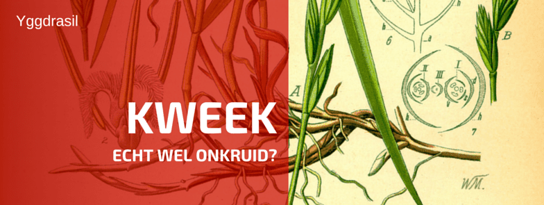 Plantbespreking: Kweek (Elytrigia repens L.)