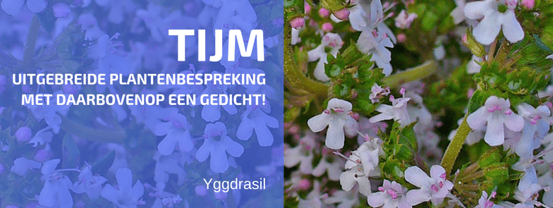 Plantbespreking: Echte tijm (Thymus vulgaris L.)