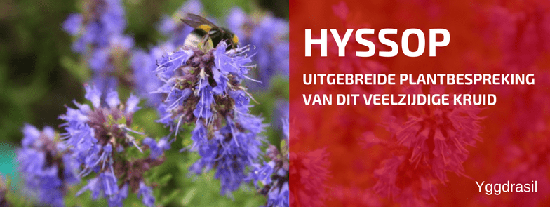 Plantenbespreking: Hyssopus officinalis (Hyssop)
