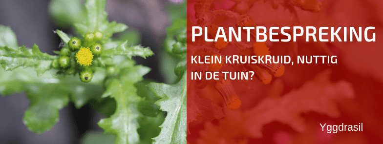 Plantbespreking: Klein Kruiskruid (Senecio vulgaris)