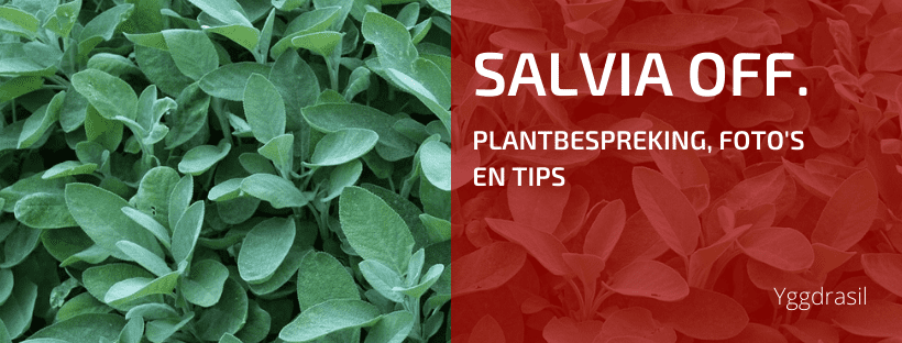 Plantbespreking: Salie (Salvia officinalis)
